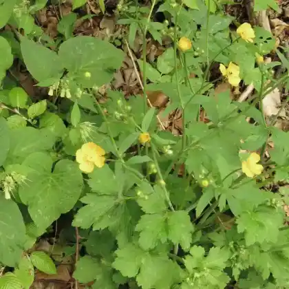 Foto von Gift-Hahnenfuß (Ranunculus sceleratus)