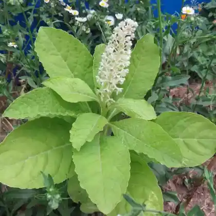 Foto von Amerikanische Kermesbeere (Phytolacca americana)