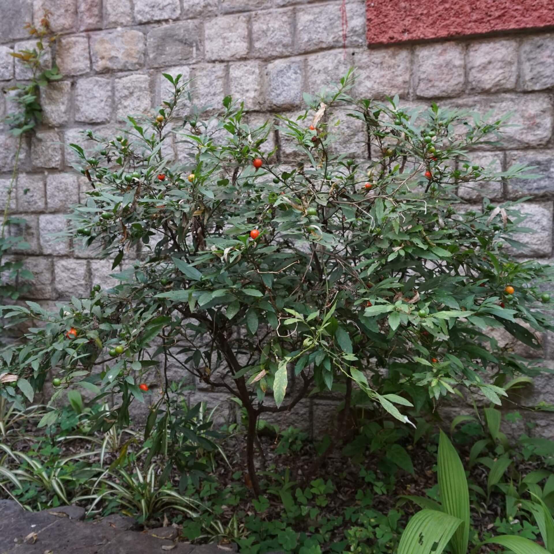 Korallenstrauch (Solanum pseudocapsicum)