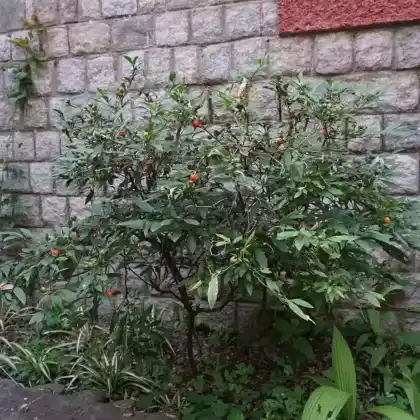 Foto von Korallenstrauch (Solanum pseudocapsicum)