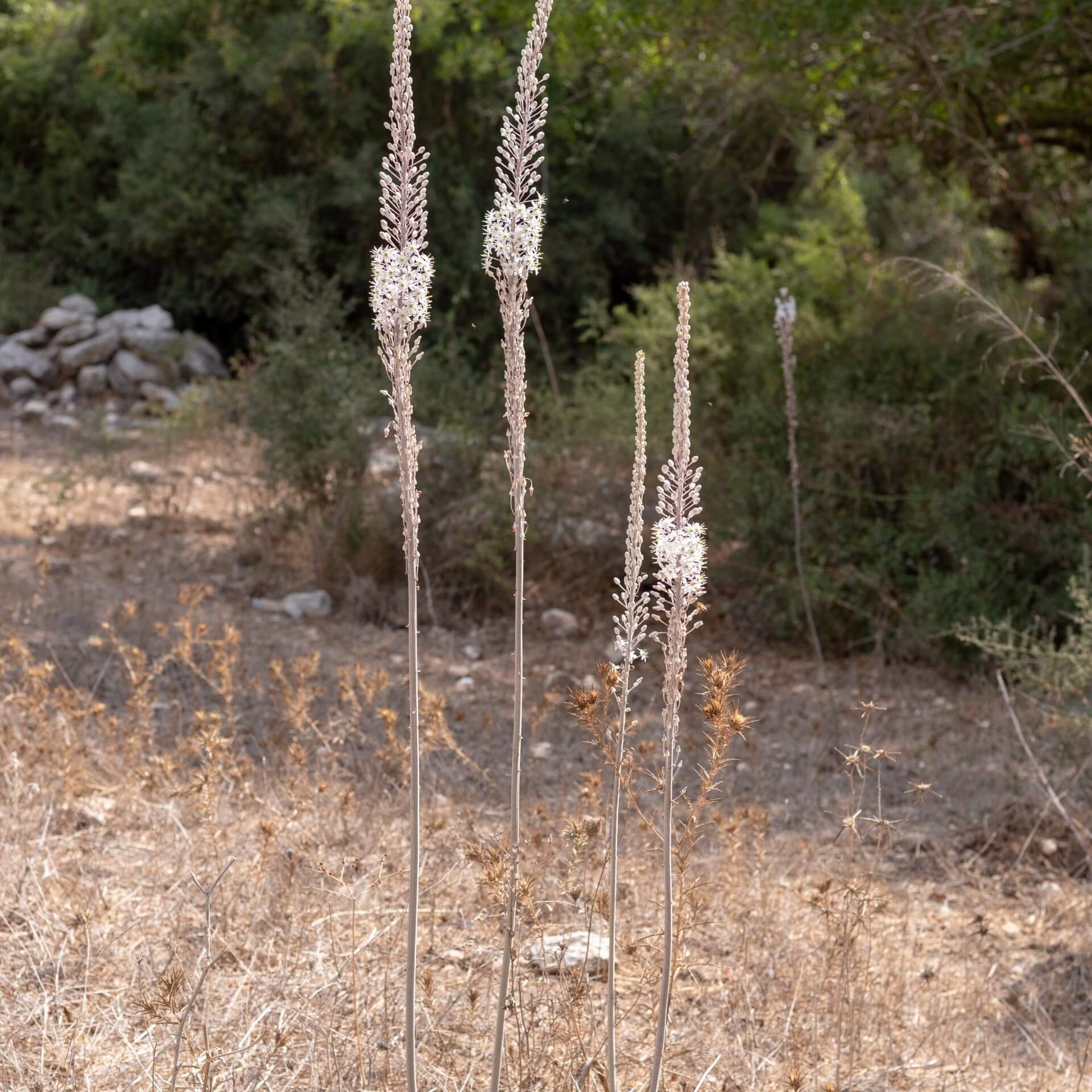 Weiße Meerzwiebel (Urginea maritima)