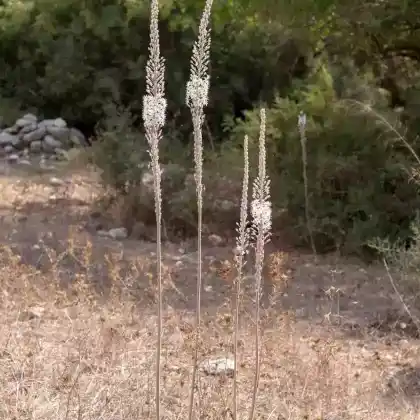 Foto von Weiße Meerzwiebel (Urginea maritima)
