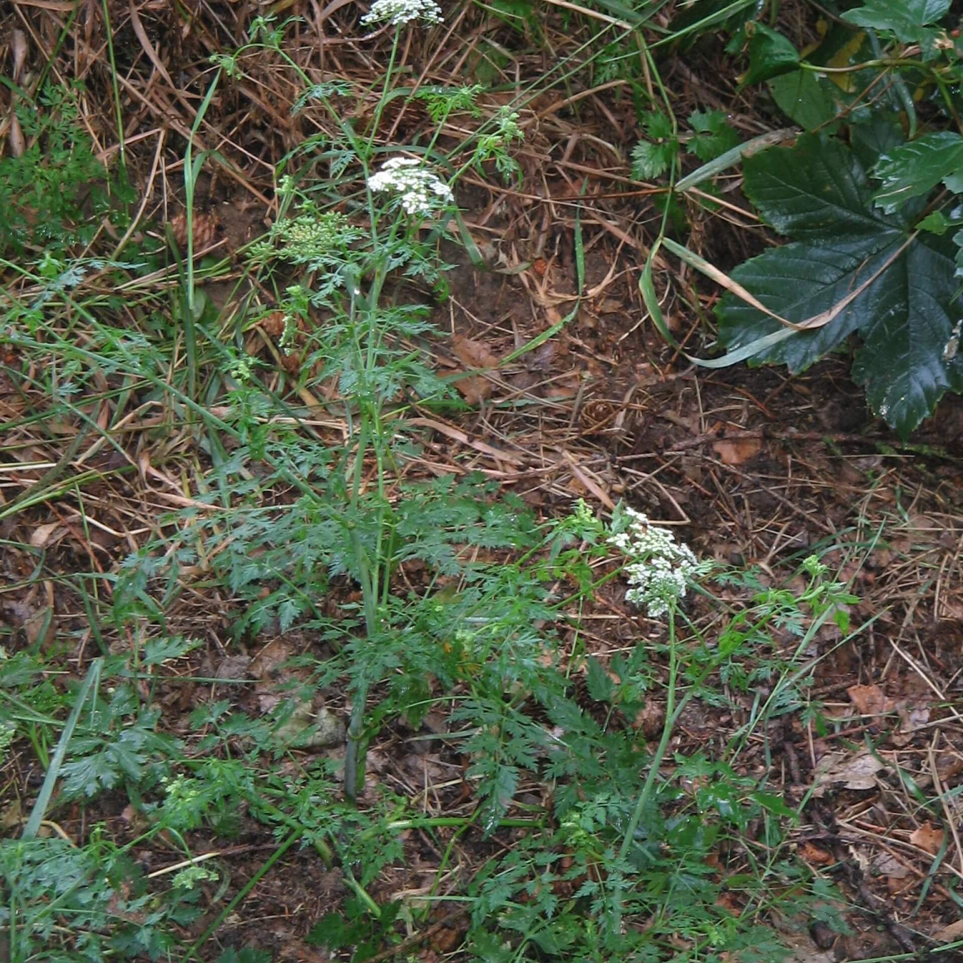 Hundspetersilie (Aethusa cynapium)