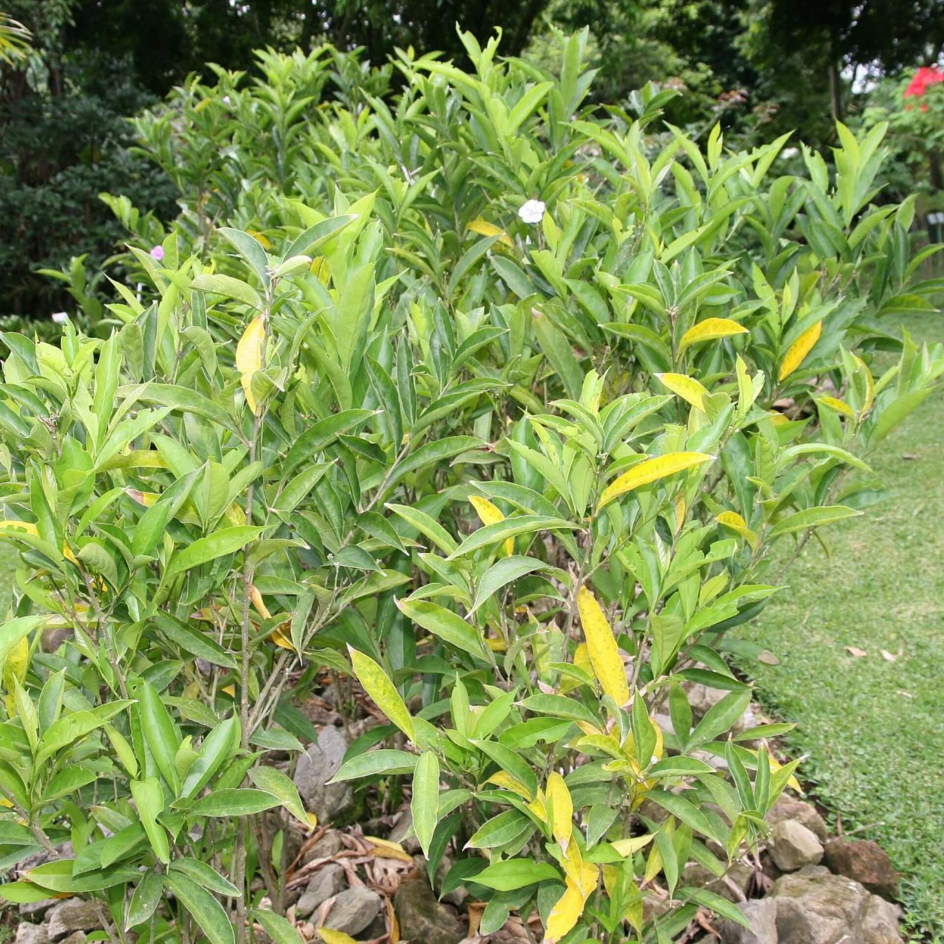 Brunfelsia (Brunfelsia pauciflora)