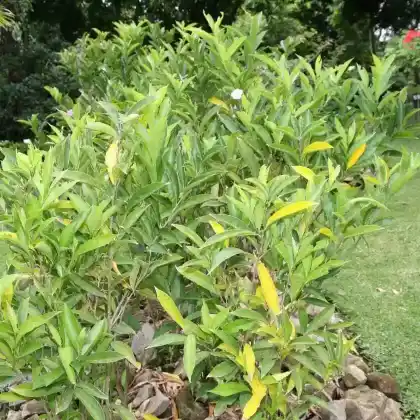 Foto von Brunfelsia (Brunfelsia pauciflora)