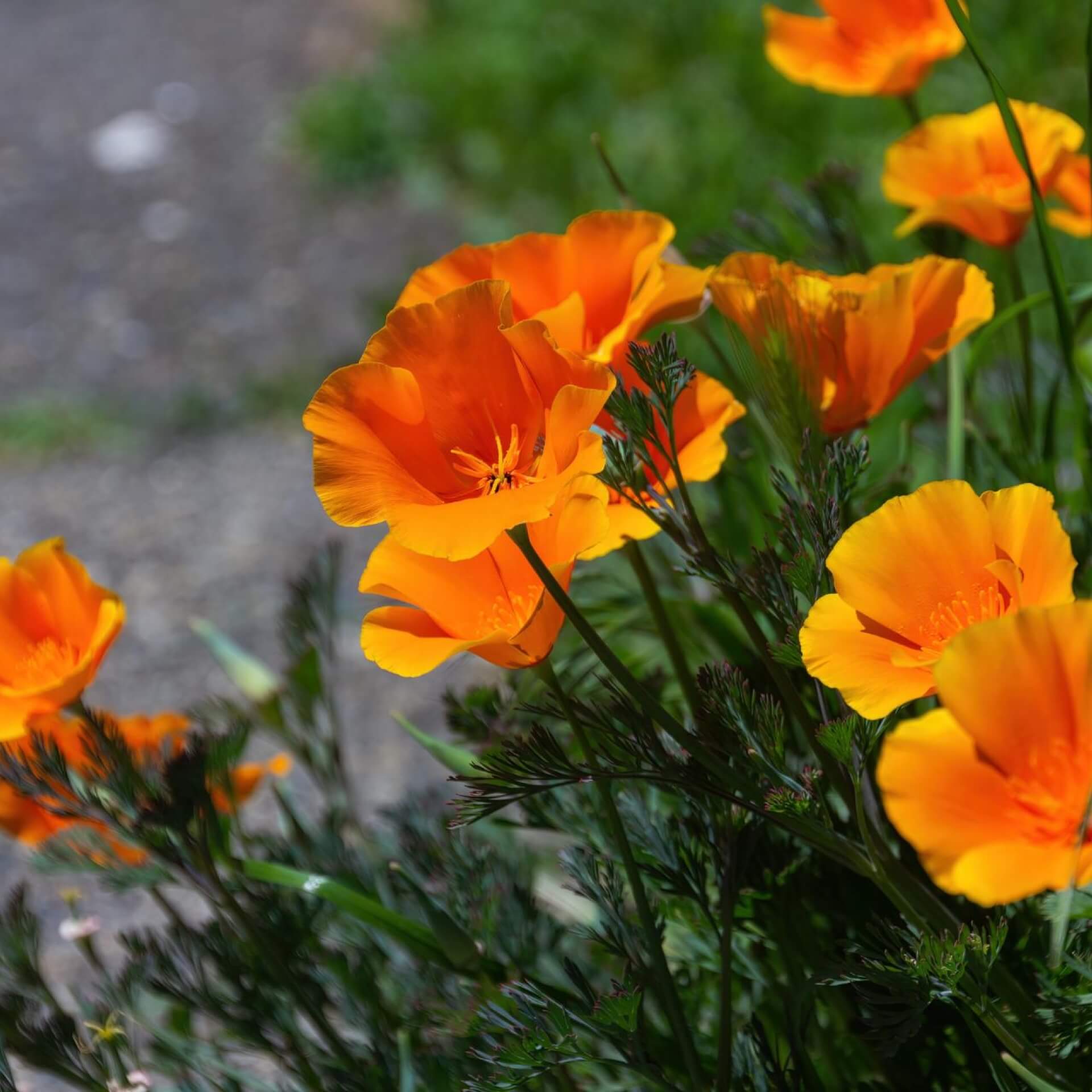 Kalifornischer Mohn (Eschscholzia californica)