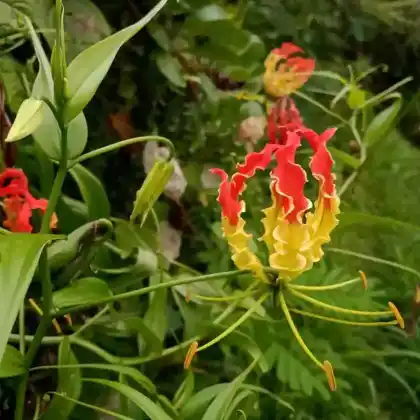Foto von Ruhmeskrone (Gloriosa superba)