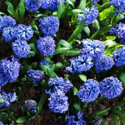 Foto von Gartenhyazinthe (Hyacinthus orientalis)