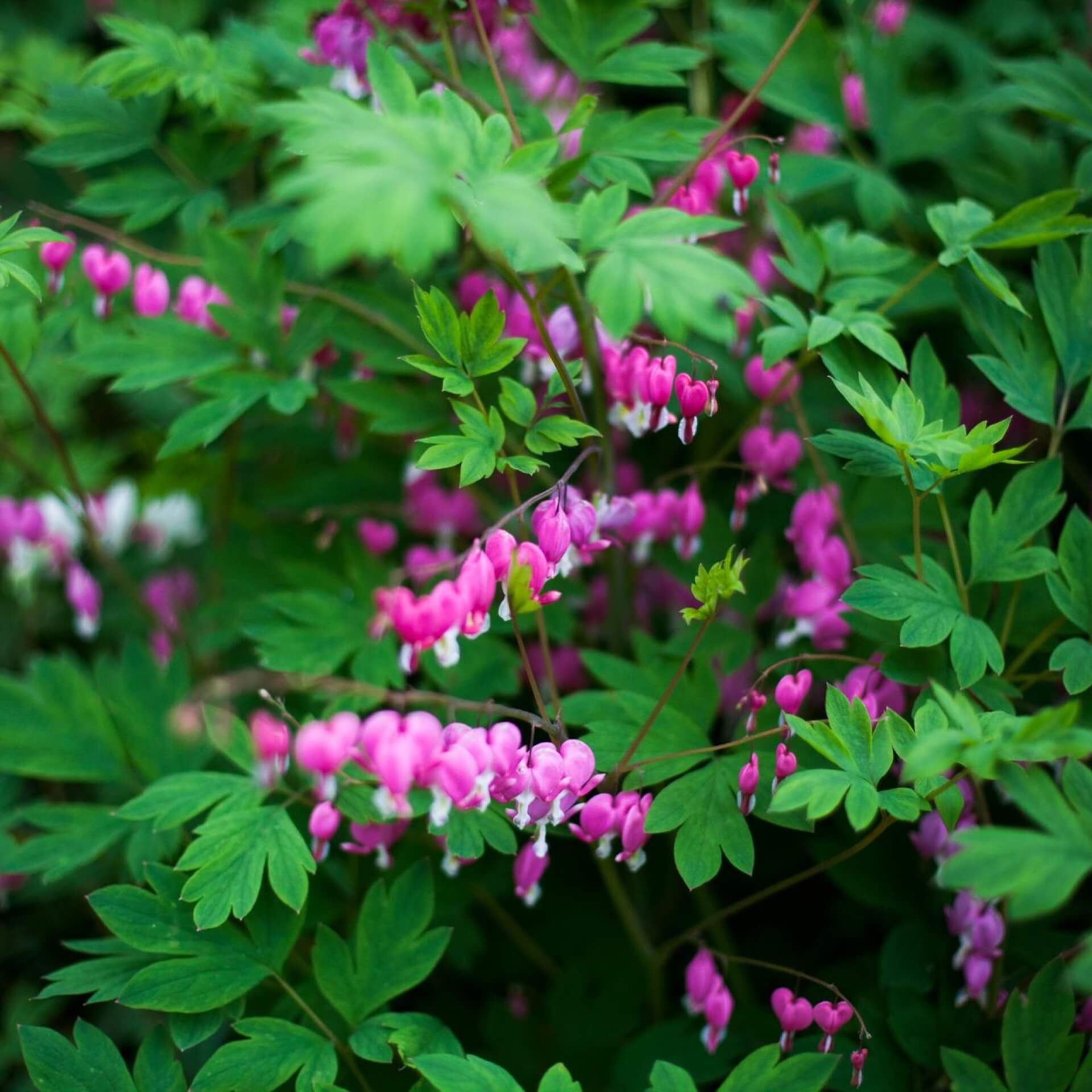 Tränendes Herz (Lamprocapnos spectabilis)