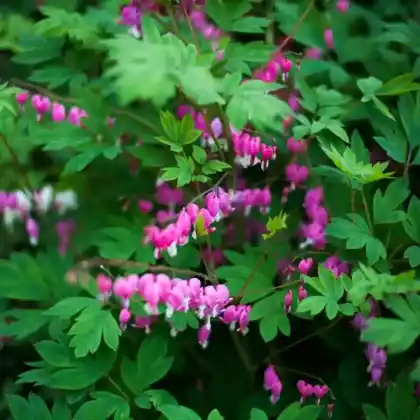 Foto von Tränendes Herz (Lamprocapnos spectabilis)