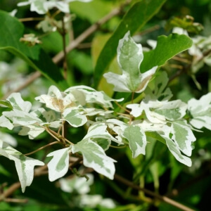 Weißbunter Feldahorn (Acer campestre ‘Carnival’)