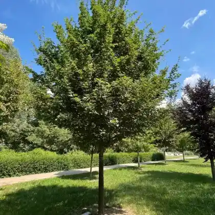 Foto von Kegel-Feldahorn 'Elsrijk' (Acer campestre 'Elsrijk')