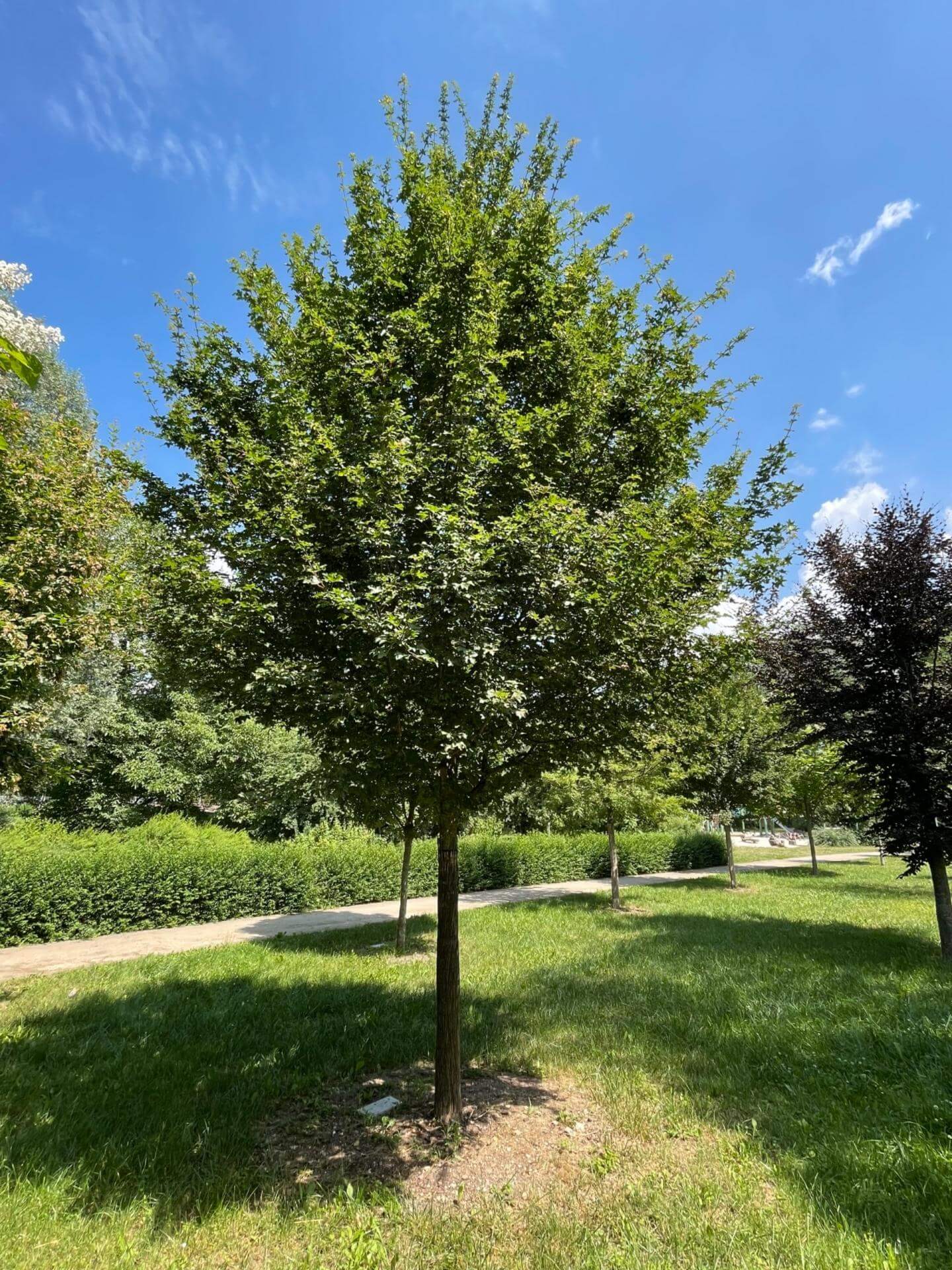 KegelFeldahorn 'Elsrijk' / Acer campestre 'Elsrijk'
