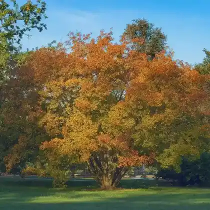 Foto von Feuer-Ahorn (Acer ginnala)