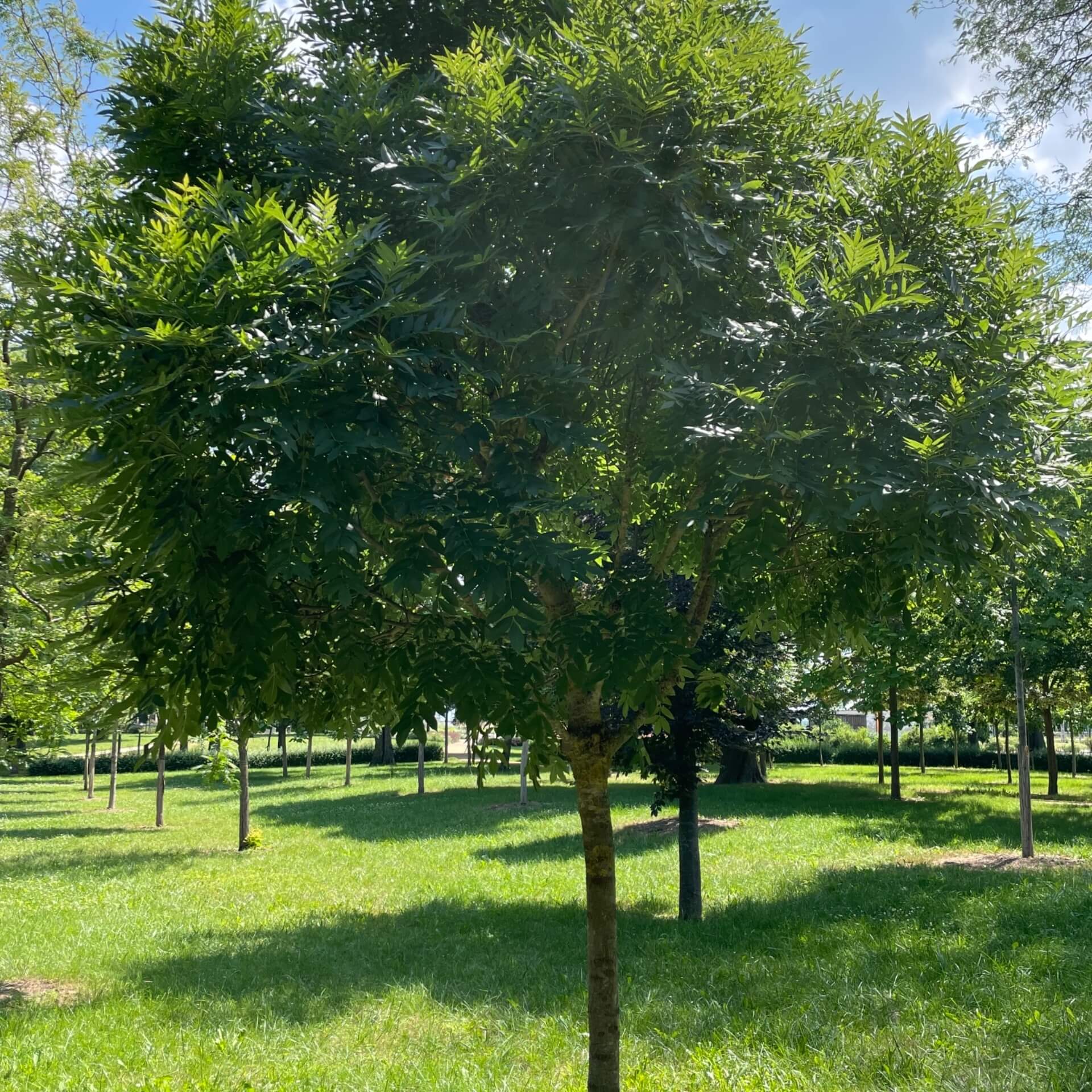 Kugel-Esche 'Nana' (Fraxinus excelsior 'Nana')