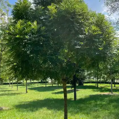 Foto von Kugel-Esche 'Nana' (Fraxinus excelsior 'Nana')