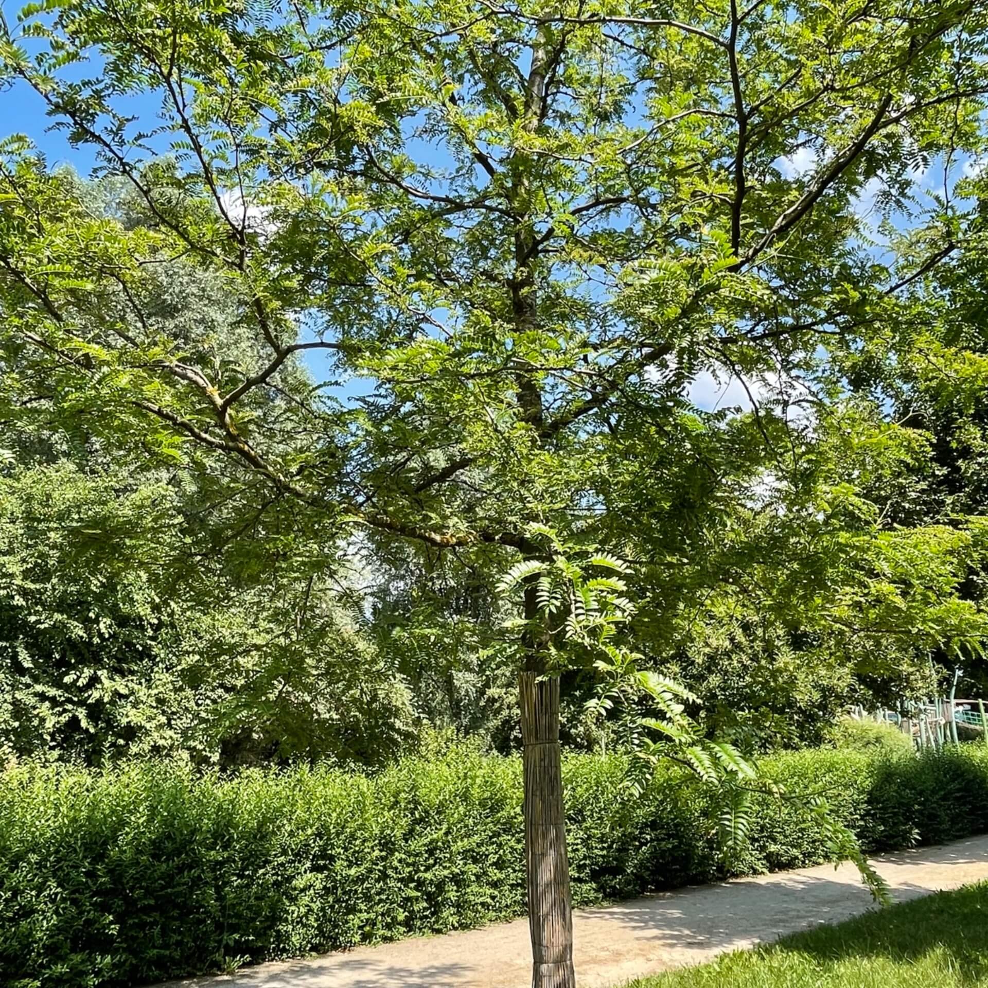 Gold-Gleditschie 'Sunburst' (Gleditsia triacanthos 'Sunburst')