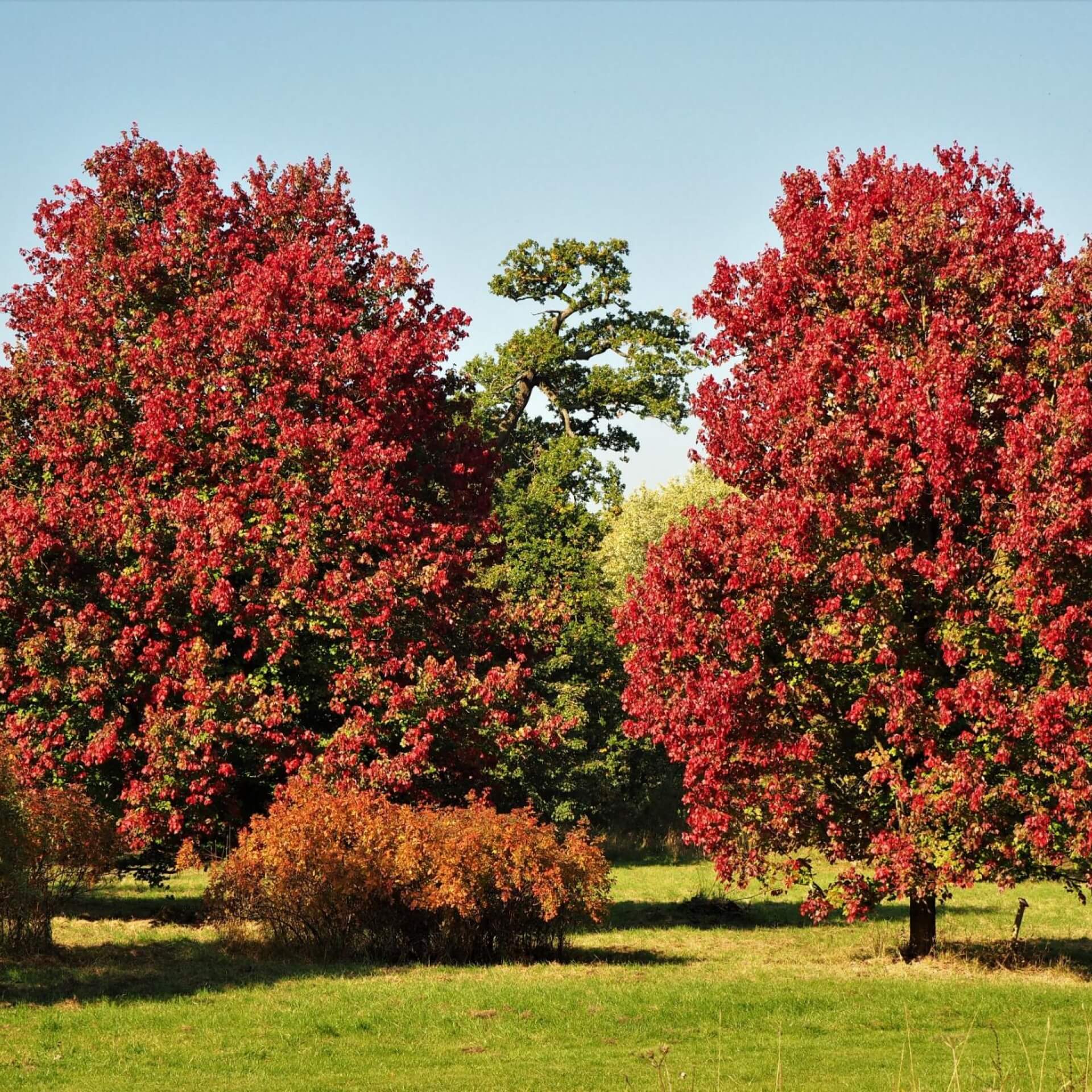 Rotahorn 'October Glory' (Acer rubrum 'October Glory')