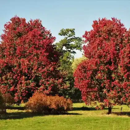 Foto von Rotahorn 'October Glory' (Acer rubrum 'October Glory')