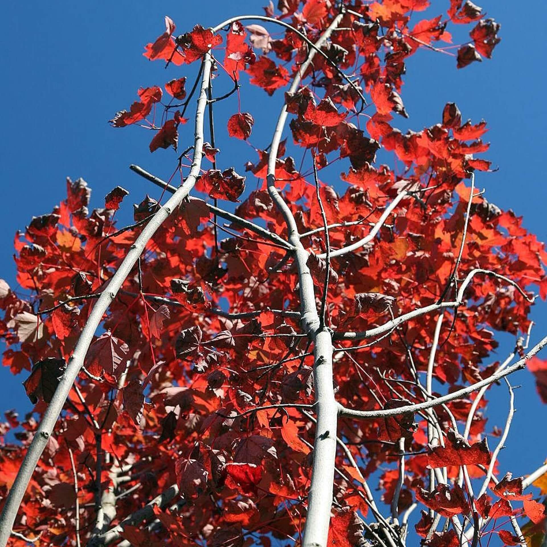 Rotahorn 'Brandywine' (Acer rubrum 'Brandywine')