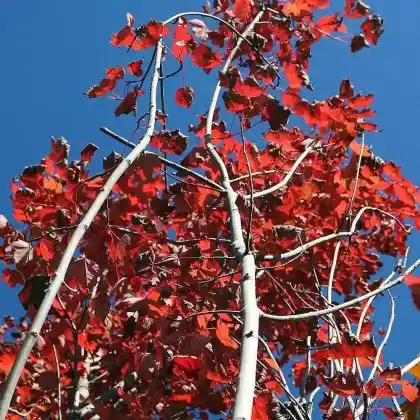 Foto von Rotahorn 'Brandywine' (Acer rubrum 'Brandywine')