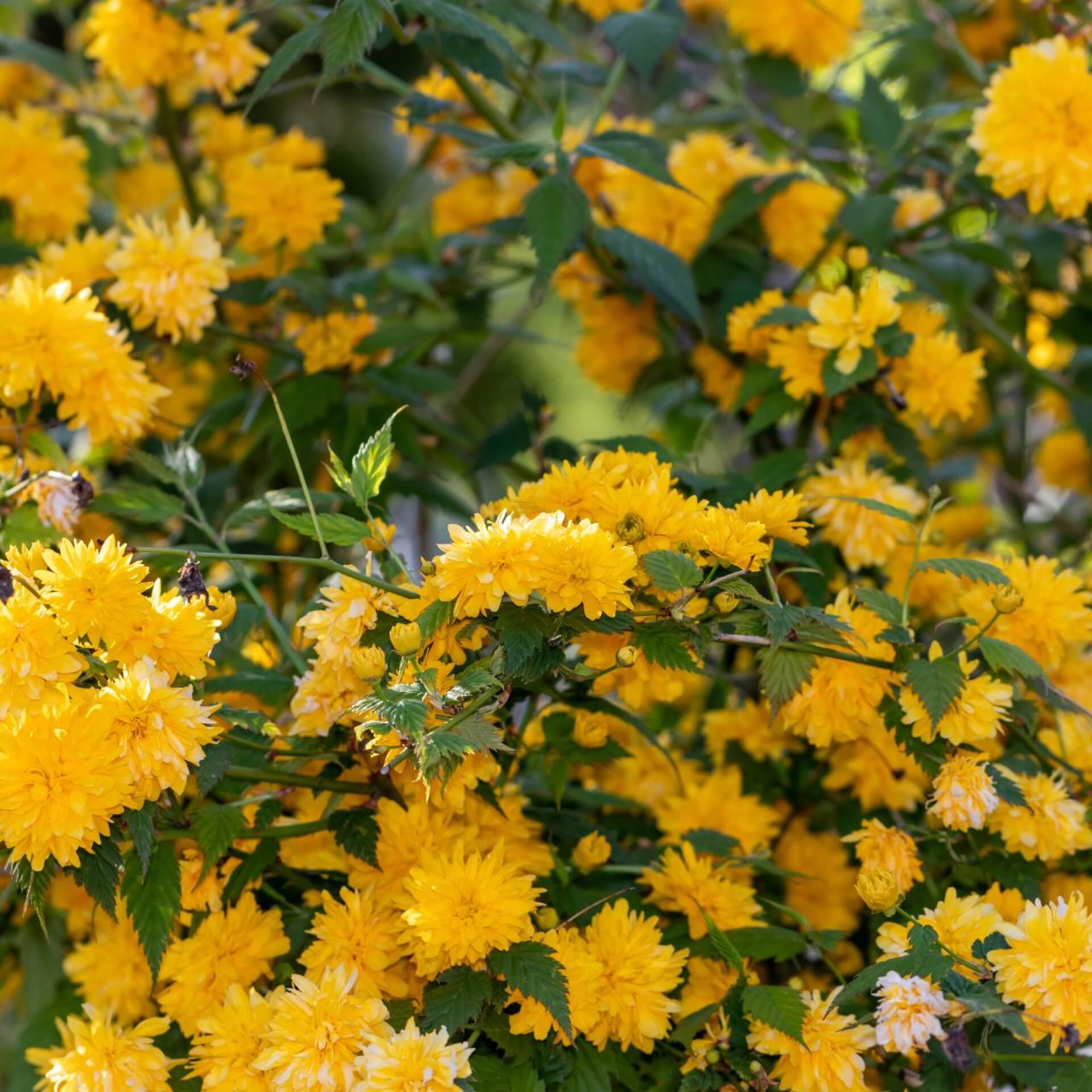 Ranunkelstrauch (Kerria japonica)