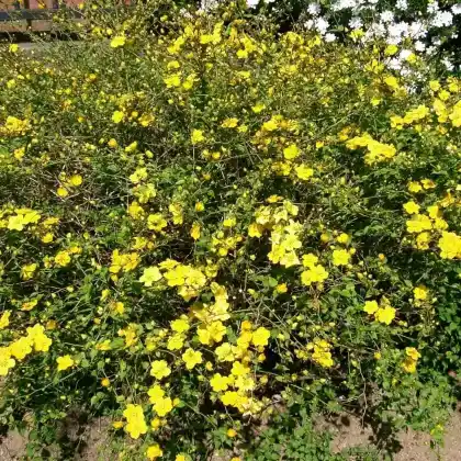 Foto von Ranunkelstrauch (Kerria japonica)