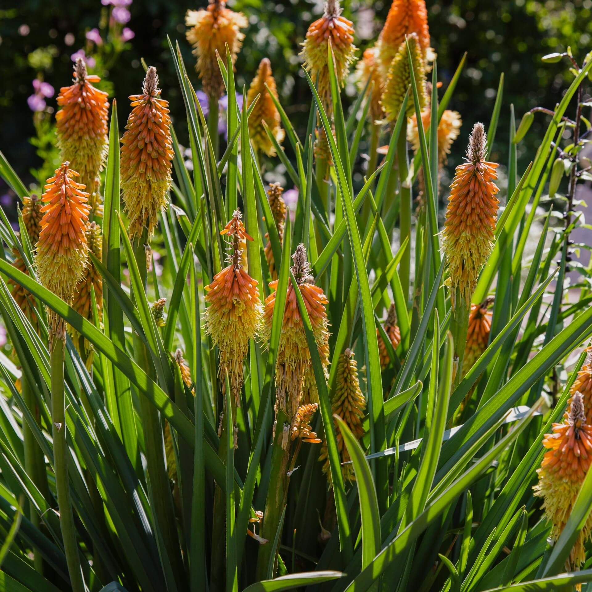 Schopf-Fackellilie (Kniphofia uvaria)