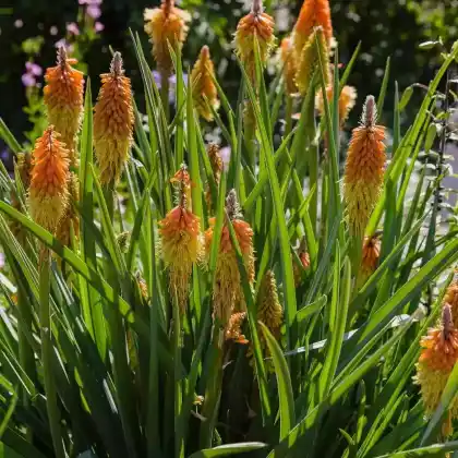 Foto von Schopf-Fackellilie (Kniphofia uvaria)