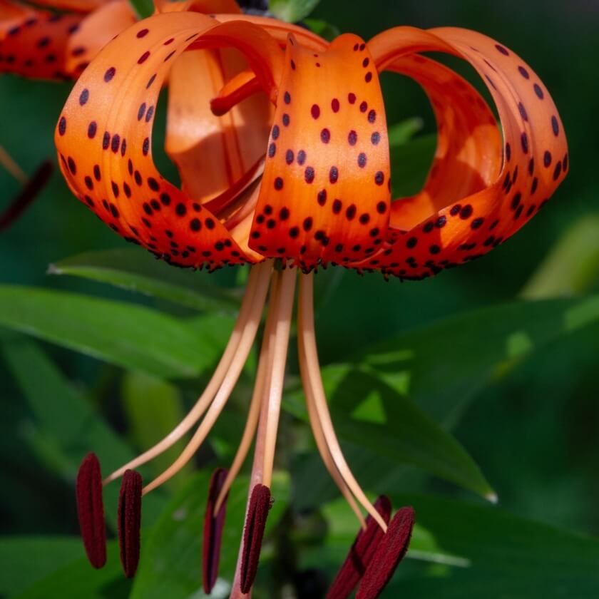 TigerLilie / Lilium lancifolium