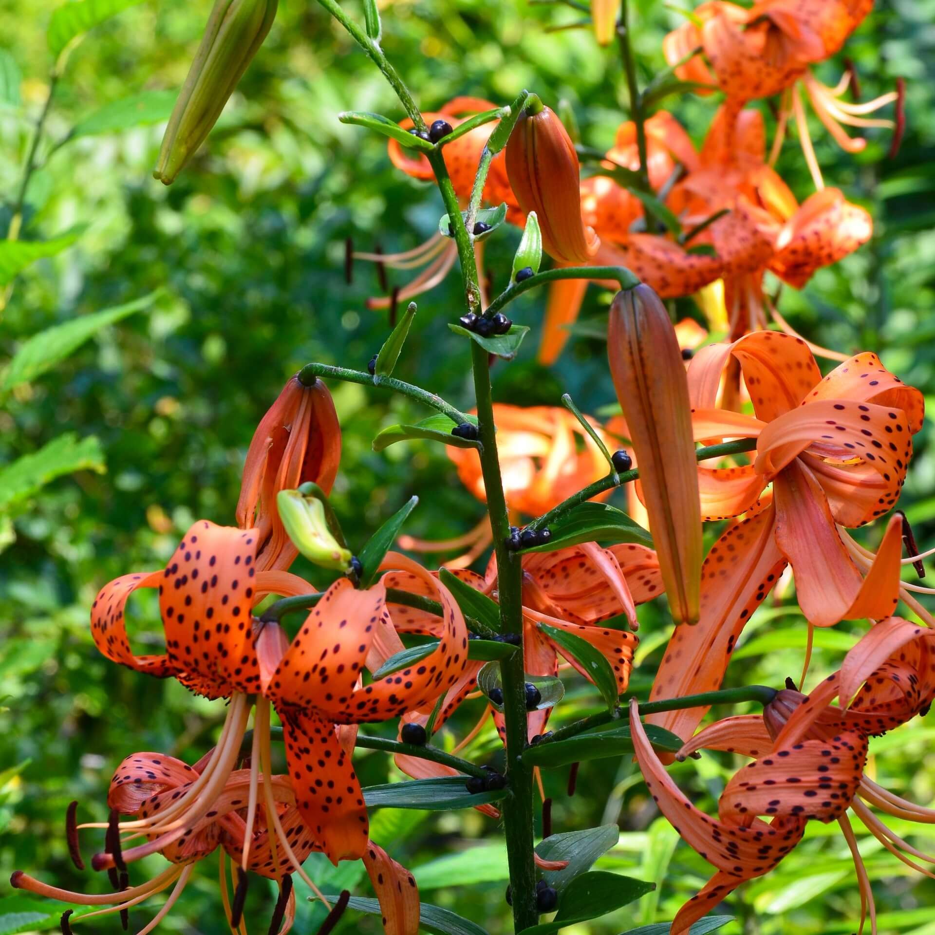 Tiger-Lilie (Lilium lancifolium)