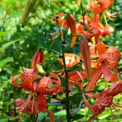 Foto von Tiger-Lilie (Lilium lancifolium)