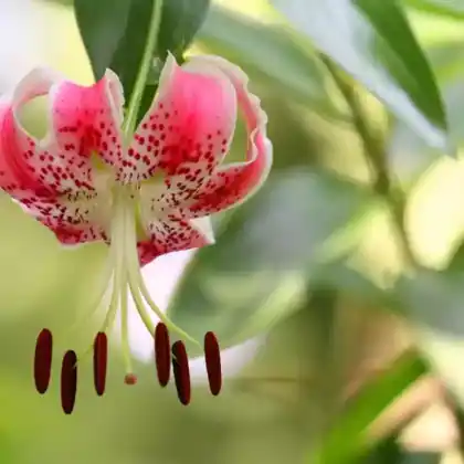 Foto von Pracht-Lilie (Lilium speciosum)