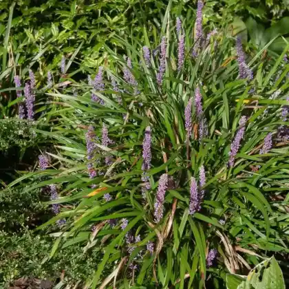 Foto von Lilientraube (Liriope muscari)