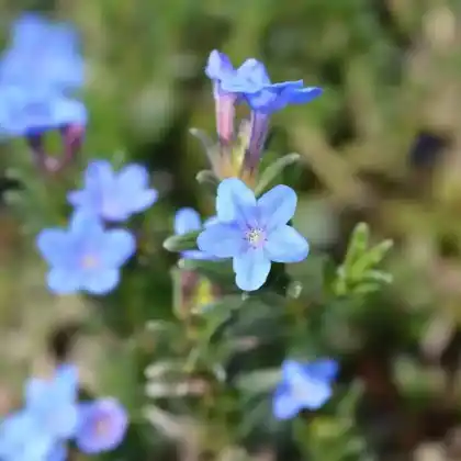 Foto von Steinsame (Lithodora diffusa)