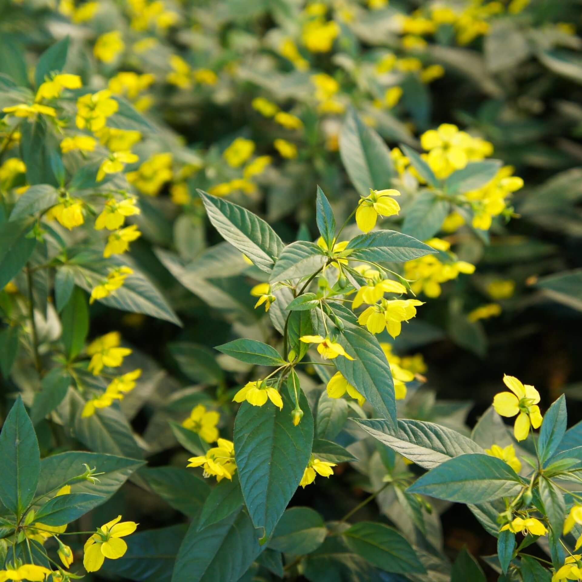 Bewimperter Gilbweiderich (Lysimachia ciliata)