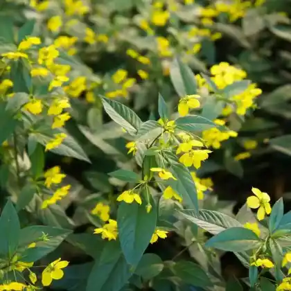 Foto von Bewimperter Gilbweiderich (Lysimachia ciliata)
