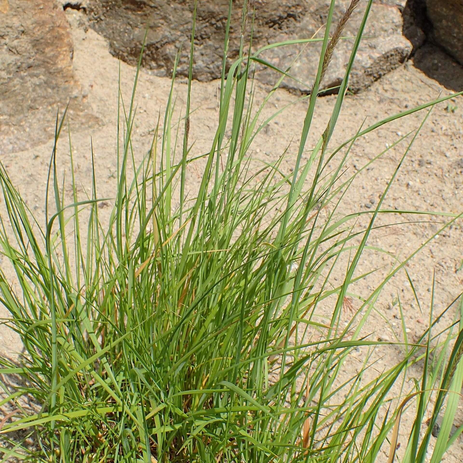 Hohes Perlgras (Melica altissima)