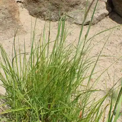 Foto von Hohes Perlgras (Melica altissima)