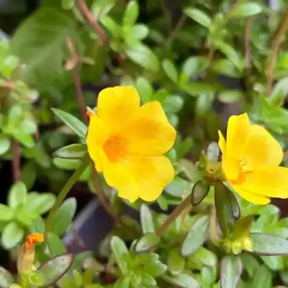 Foto von Portulak (Portulaca oleracea)