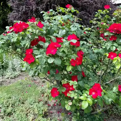 Foto von Rose 'Robusta' (Rosa 'Robusta')