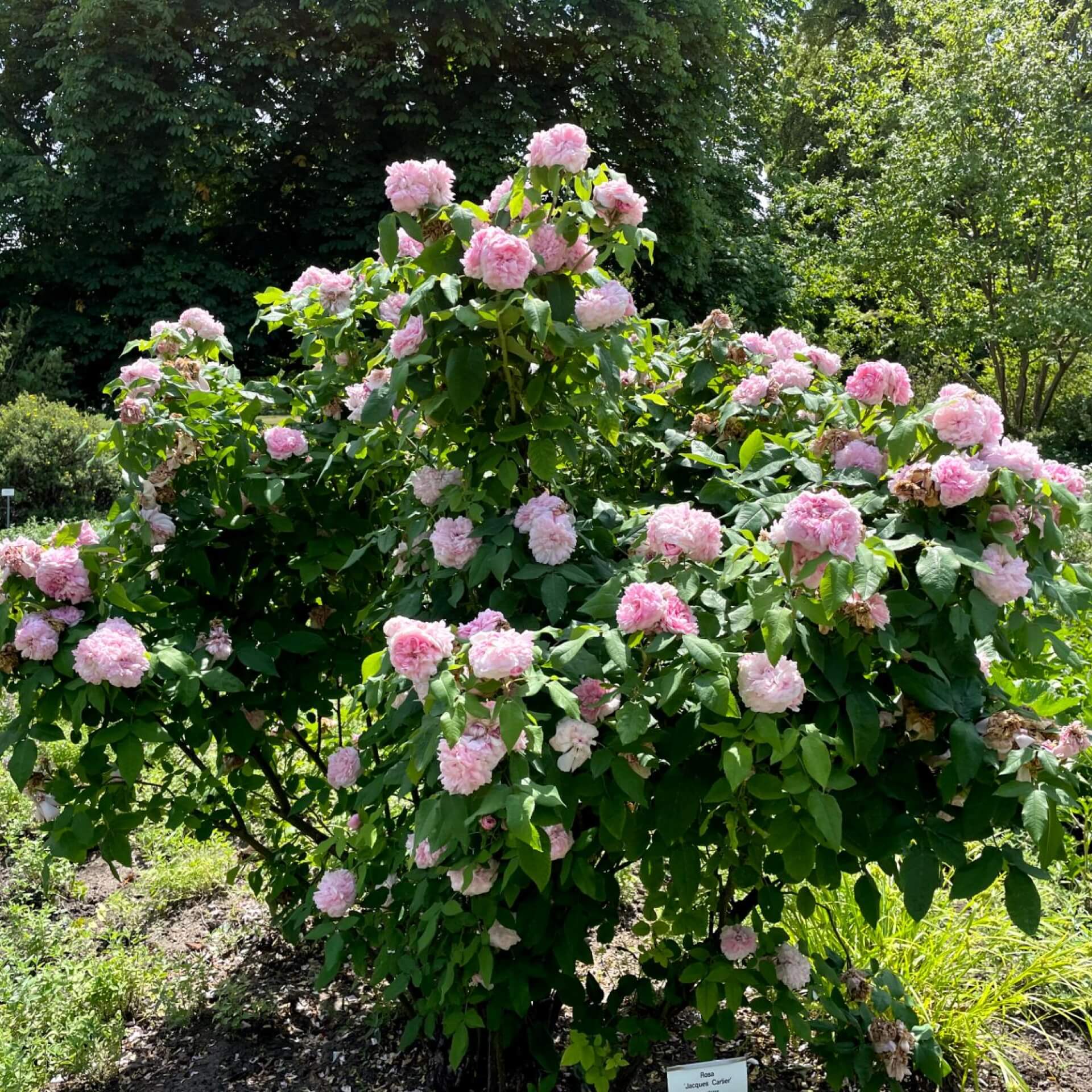 Rose 'Jacques Cartier' (Rosa 'Jacques Cartier')