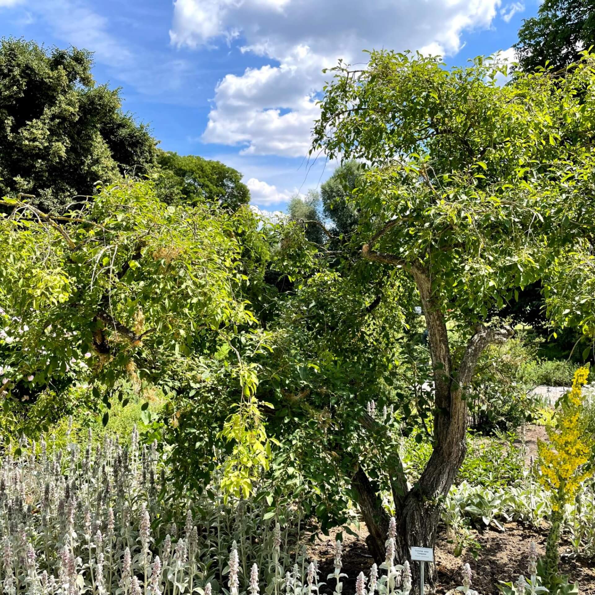 Korkflügelstrauch 'Compactus' (Euonymus alatus 'Compactus')