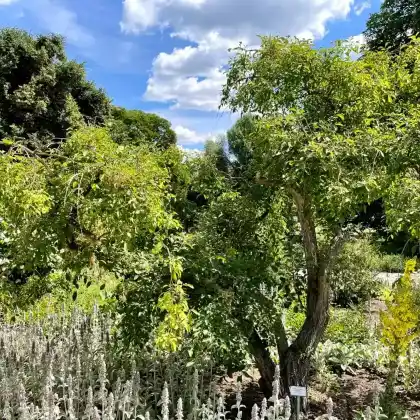 Foto von Korkflügelstrauch 'Compactus' (Euonymus alatus 'Compactus')