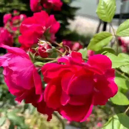Foto von Kletterrose 'Paul's Scarlet Climber' (Rosa 'Paul's Scarlet Climber')