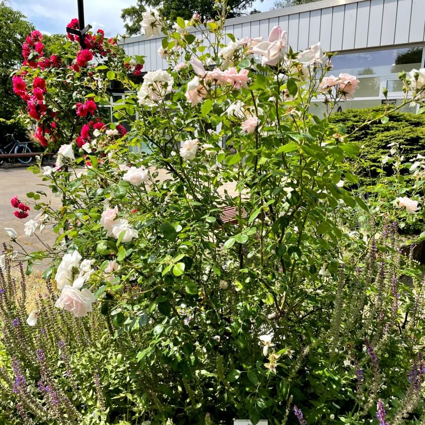 51+ Gartenanlage Kletterrose, Kletterrosen sind strauchrosen mit