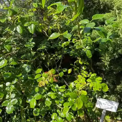 Foto von Kletterrose 'New Dawn' (Rosa 'New Dawn')