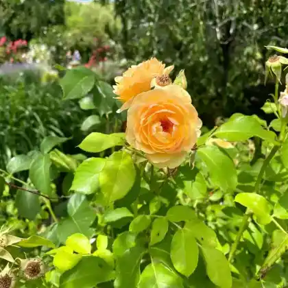 Foto von Englische Rose 'Graham Thomas' (Rosa 'Graham Thomas')