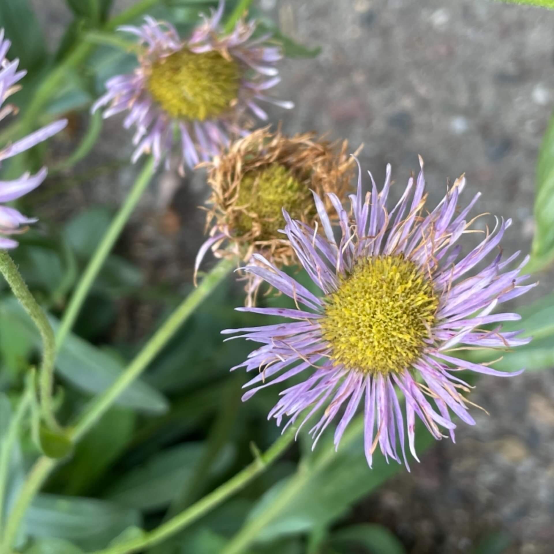 Polster-Feinstrahlaster 'Mrs. E.H. Beale' (Erigeron Speciosus-Hybride 'Mrs. E.H. Beale')