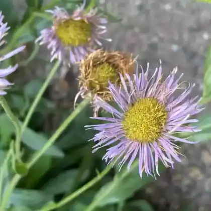 Foto von Polster-Feinstrahlaster 'Mrs. E.H. Beale' (Erigeron Speciosus-Hybride 'Mrs. E.H. Beale')